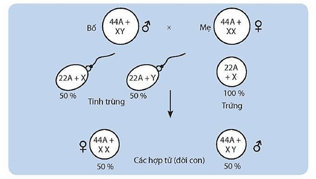 Lý thuyết Di truyền giới tính và di truyền liên kết với giới tính (Sinh 12 Kết nối tri thức Bài 10)