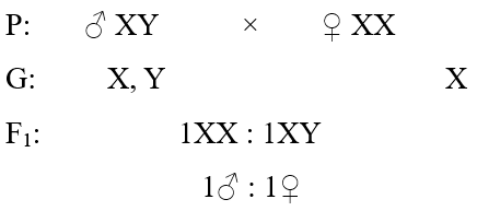 Lý thuyết Di truyền giới tính và di truyền liên kết với giới tính (Sinh 12 Kết nối tri thức Bài 10)