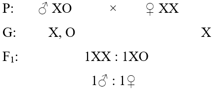 Lý thuyết Di truyền giới tính và di truyền liên kết với giới tính (Sinh 12 Kết nối tri thức Bài 10)