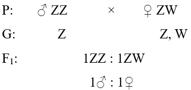 Lý thuyết Di truyền giới tính và di truyền liên kết với giới tính (Sinh 12 Kết nối tri thức Bài 10)