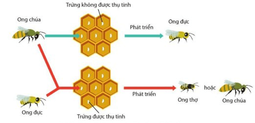 Lý thuyết Di truyền giới tính và di truyền liên kết với giới tính (Sinh 12 Kết nối tri thức Bài 10)
