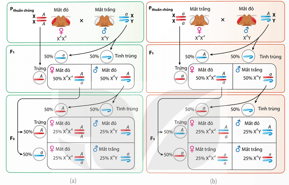Lý thuyết Di truyền giới tính và di truyền liên kết với giới tính (Sinh 12 Kết nối tri thức Bài 10)