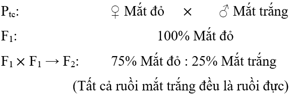 Lý thuyết Di truyền giới tính và di truyền liên kết với giới tính (Sinh 12 Kết nối tri thức Bài 10)