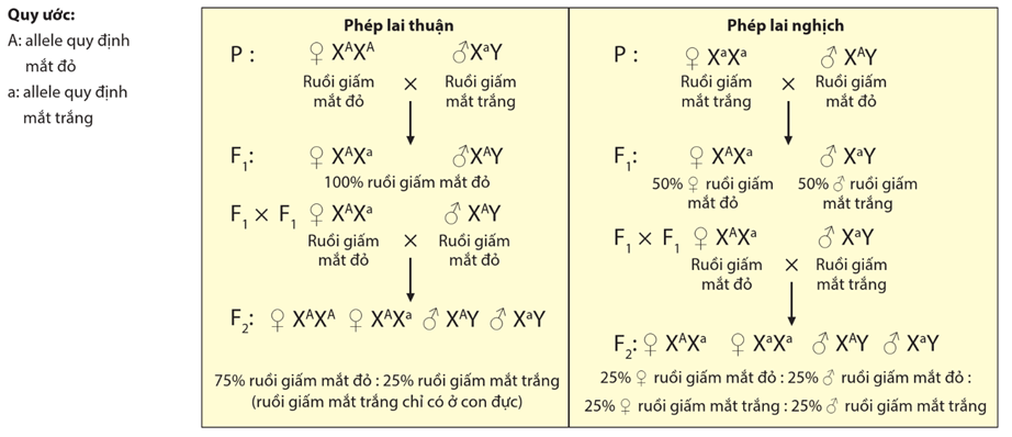 Lý thuyết Di truyền giới tính và di truyền liên kết với giới tính (Sinh 12 Kết nối tri thức Bài 10)