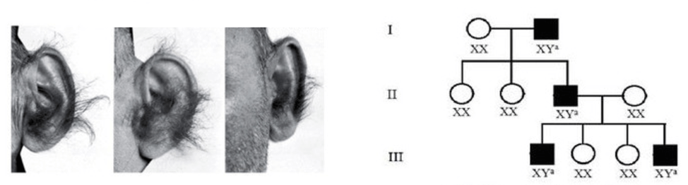 Lý thuyết Di truyền giới tính và di truyền liên kết với giới tính (Sinh 12 Kết nối tri thức Bài 10)