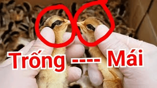 Lý thuyết Di truyền giới tính và di truyền liên kết với giới tính (Sinh 12 Kết nối tri thức Bài 10)