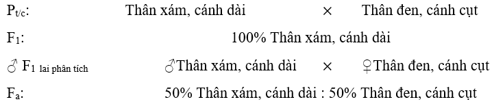 Lý thuyết Liên kết gene và hoán vị gene (Sinh 12 Kết nối tri thức Bài 11)