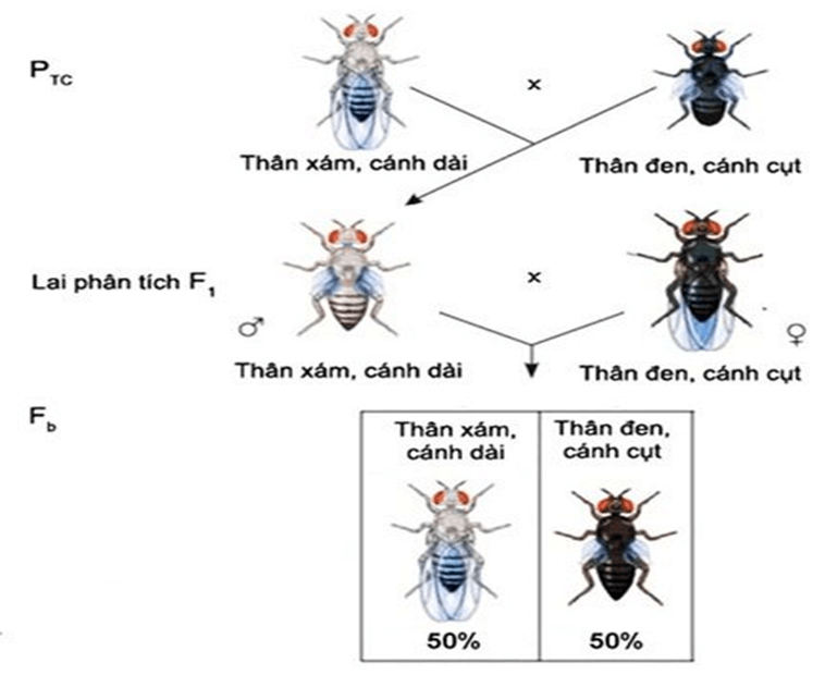 Lý thuyết Liên kết gene và hoán vị gene (Sinh 12 Kết nối tri thức Bài 11)