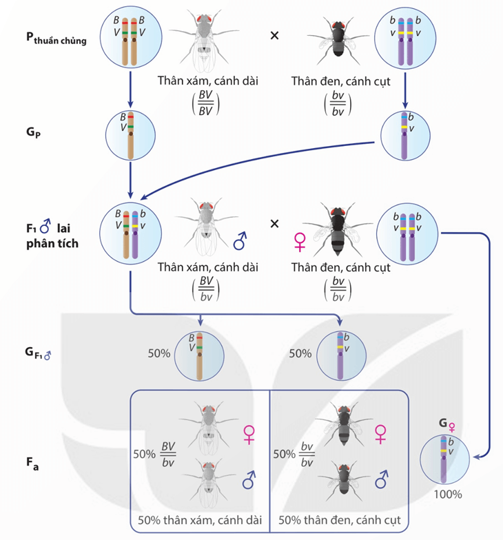 Lý thuyết Liên kết gene và hoán vị gene (Sinh 12 Kết nối tri thức Bài 11)