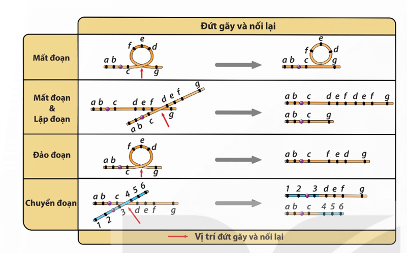 Lý thuyết Đột biến nhiễm sắc thể (Sinh 12 Kết nối tri thức Bài 12)