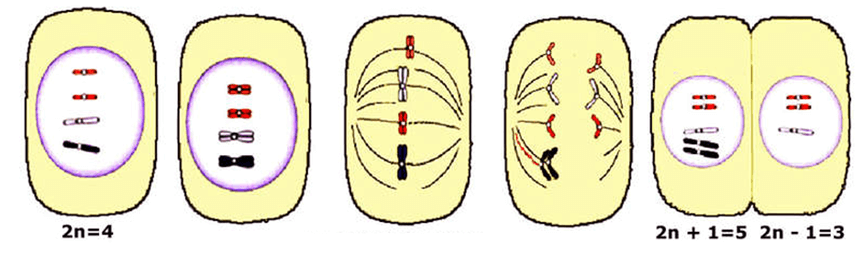 Lý thuyết Đột biến nhiễm sắc thể (Sinh 12 Kết nối tri thức Bài 12)