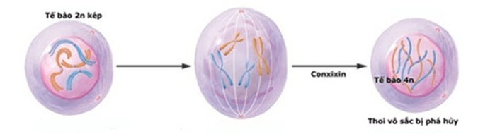 Lý thuyết Đột biến nhiễm sắc thể (Sinh 12 Kết nối tri thức Bài 12)