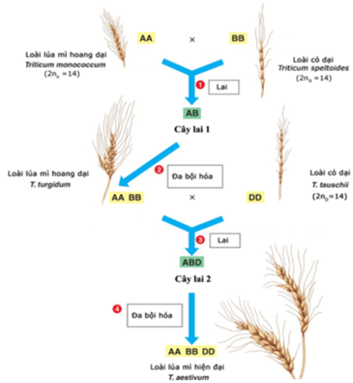Lý thuyết Đột biến nhiễm sắc thể (Sinh 12 Kết nối tri thức Bài 12)