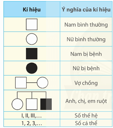 Lý thuyết Di truyền học người và di truyền y học (Sinh 12 Kết nối tri thức Bài 13)