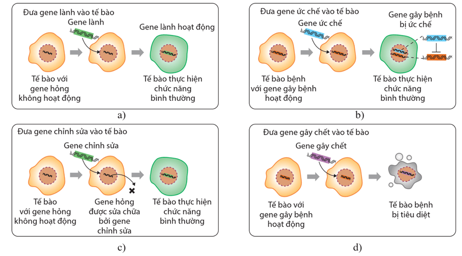 Lý thuyết Di truyền học người và di truyền y học (Sinh 12 Kết nối tri thức Bài 13)