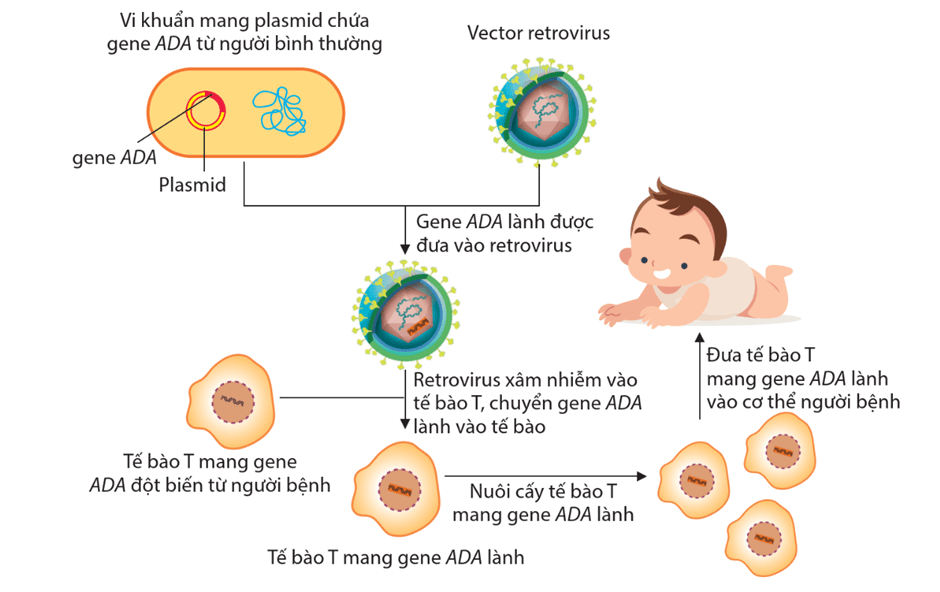 Lý thuyết Di truyền học người và di truyền y học (Sinh 12 Kết nối tri thức Bài 13)