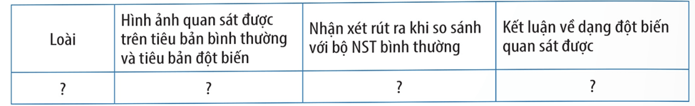 Lý thuyết Thực hành: Quan sát một số dạng đột biến nhiễm sắc thể (Sinh 12 Kết nối tri thức Bài 14)