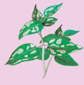 Lý thuyết Di truyền gene ngoài nhân (Sinh 12 Kết nối tri thức Bài 15)