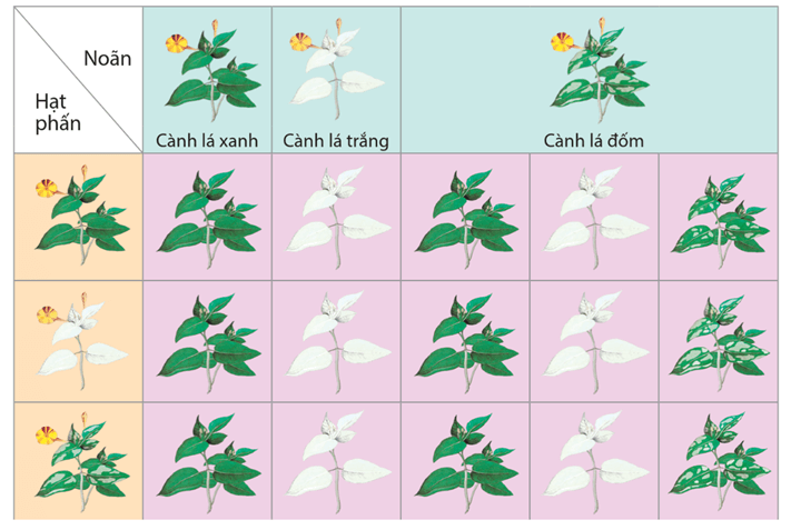 Lý thuyết Di truyền gene ngoài nhân (Sinh 12 Kết nối tri thức Bài 15)