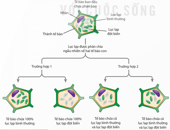 Lý thuyết Di truyền gene ngoài nhân (Sinh 12 Kết nối tri thức Bài 15)