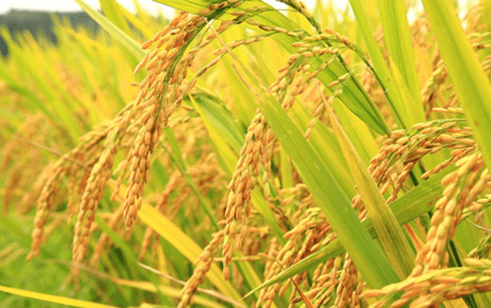 Lý thuyết Di truyền gene ngoài nhân (Sinh 12 Kết nối tri thức Bài 15)