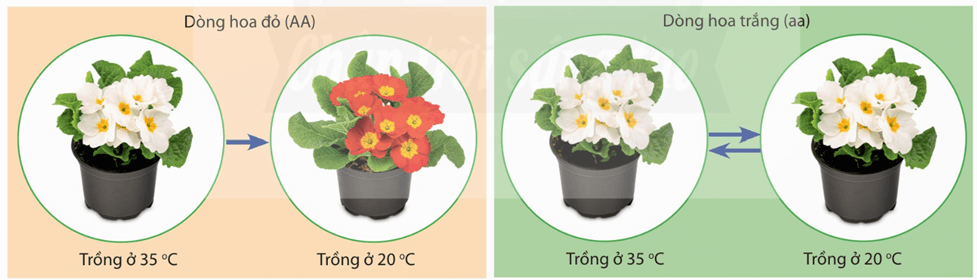 Lý thuyết Tương tác giữa kiểu gene với môi trường và thành tựu chọn giống (Sinh 12 Kết nối tri thức Bài 16)