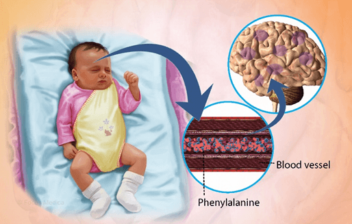 Lý thuyết Tương tác giữa kiểu gene với môi trường và thành tựu chọn giống (Sinh 12 Kết nối tri thức Bài 16)