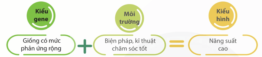 Lý thuyết Tương tác giữa kiểu gene với môi trường và thành tựu chọn giống (Sinh 12 Kết nối tri thức Bài 16)