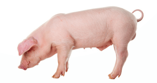 Lý thuyết Tương tác giữa kiểu gene với môi trường và thành tựu chọn giống (Sinh 12 Kết nối tri thức Bài 16)