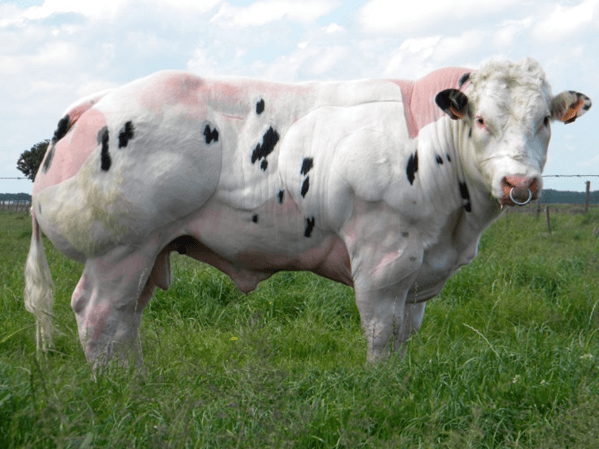 Lý thuyết Tương tác giữa kiểu gene với môi trường và thành tựu chọn giống (Sinh 12 Kết nối tri thức Bài 16)