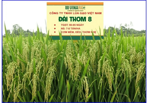 Lý thuyết Tương tác giữa kiểu gene với môi trường và thành tựu chọn giống (Sinh 12 Kết nối tri thức Bài 16)