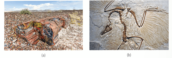 Lý thuyết Các bằng chứng tiến hoá (Sinh 12 Kết nối tri thức Bài 19)