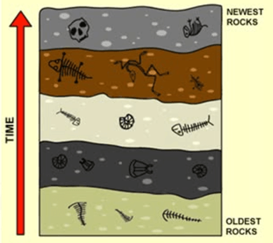 Lý thuyết Các bằng chứng tiến hoá (Sinh 12 Kết nối tri thức Bài 19)