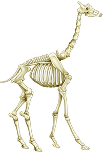 Lý thuyết Các bằng chứng tiến hoá (Sinh 12 Kết nối tri thức Bài 19)