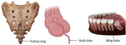 Lý thuyết Các bằng chứng tiến hoá (Sinh 12 Kết nối tri thức Bài 19)