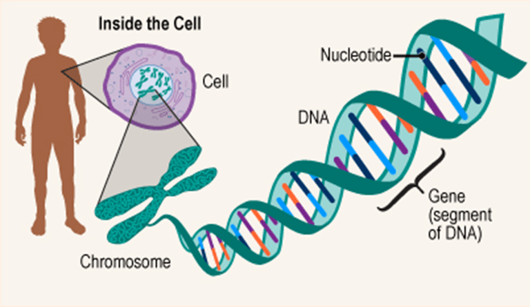 Lý thuyết Gene, quá trình truyền đạt thông tin di truyền và hệ gene (Sinh 12 Kết nối tri thức Bài 2)