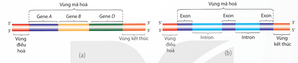 Lý thuyết Gene, quá trình truyền đạt thông tin di truyền và hệ gene (Sinh 12 Kết nối tri thức Bài 2)