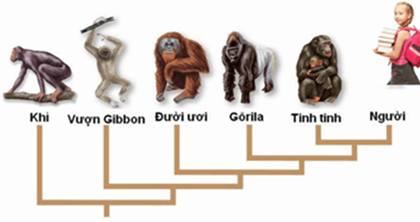 Lý thuyết Gene, quá trình truyền đạt thông tin di truyền và hệ gene (Sinh 12 Kết nối tri thức Bài 2)