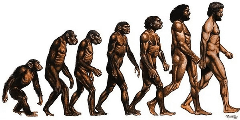 Lý thuyết Gene, quá trình truyền đạt thông tin di truyền và hệ gene (Sinh 12 Kết nối tri thức Bài 2)