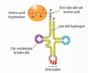Lý thuyết Gene, quá trình truyền đạt thông tin di truyền và hệ gene (Sinh 12 Kết nối tri thức Bài 2)