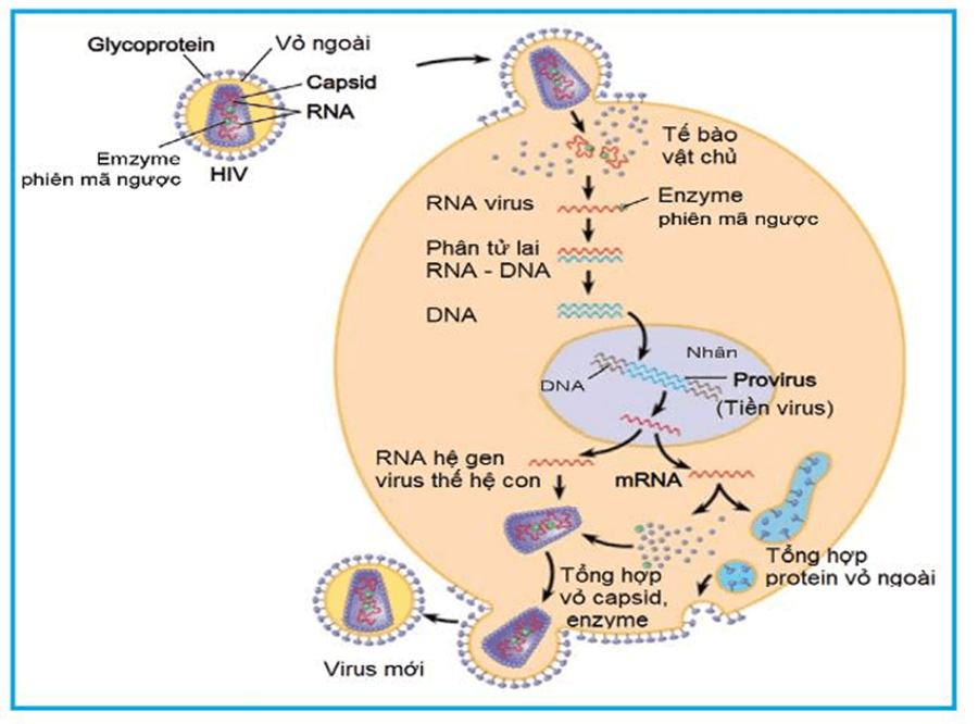 Lý thuyết Gene, quá trình truyền đạt thông tin di truyền và hệ gene (Sinh 12 Kết nối tri thức Bài 2)