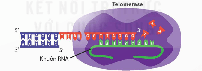 Lý thuyết Gene, quá trình truyền đạt thông tin di truyền và hệ gene (Sinh 12 Kết nối tri thức Bài 2)