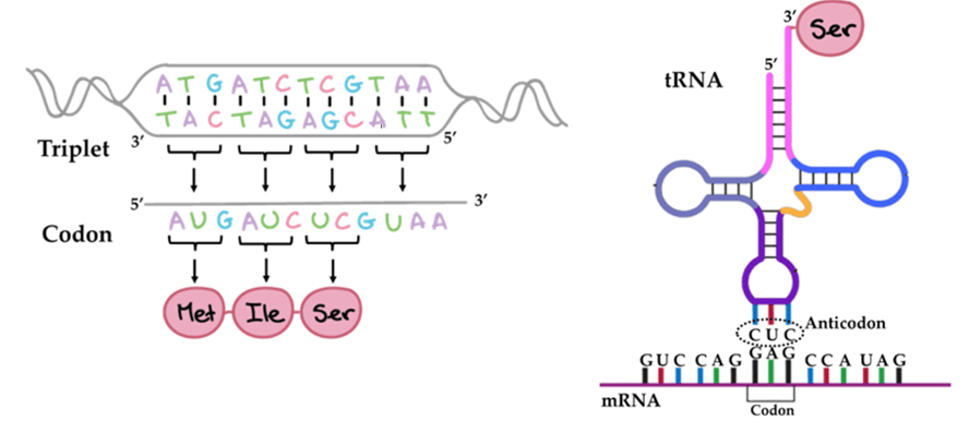 Lý thuyết Gene, quá trình truyền đạt thông tin di truyền và hệ gene (Sinh 12 Kết nối tri thức Bài 2)