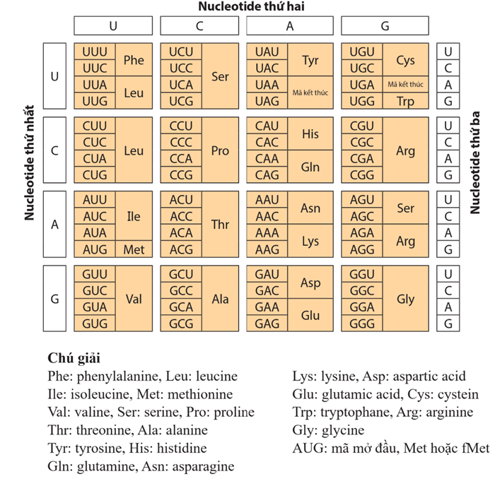 Lý thuyết Gene, quá trình truyền đạt thông tin di truyền và hệ gene (Sinh 12 Kết nối tri thức Bài 2)