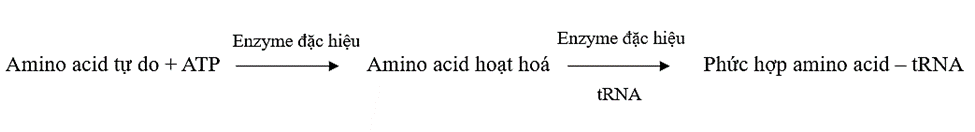 Lý thuyết Gene, quá trình truyền đạt thông tin di truyền và hệ gene (Sinh 12 Kết nối tri thức Bài 2)