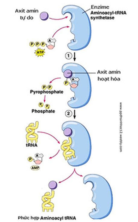 Lý thuyết Gene, quá trình truyền đạt thông tin di truyền và hệ gene (Sinh 12 Kết nối tri thức Bài 2)