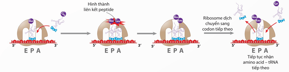 Lý thuyết Gene, quá trình truyền đạt thông tin di truyền và hệ gene (Sinh 12 Kết nối tri thức Bài 2)