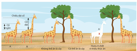 Lý thuyết Quan niệm của Darwin về chọn lọc tự nhiên và hình thành loài (Sinh 12 Kết nối tri thức Bài 20)
