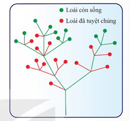 Lý thuyết Quan niệm của Darwin về chọn lọc tự nhiên và hình thành loài (Sinh 12 Kết nối tri thức Bài 20)