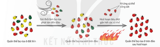 Lý thuyết Học thuyết tiến hoá tổng hợp hiện đại (Sinh 12 Kết nối tri thức Bài 21)